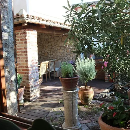 Salvia