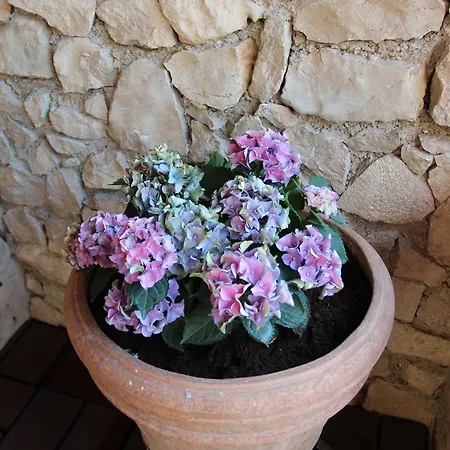 Lägenhet Salvia