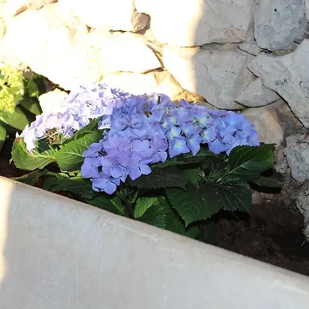 Salvia * Novi Vinodolski