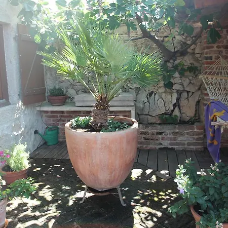 Salvia * Novi Vinodolski